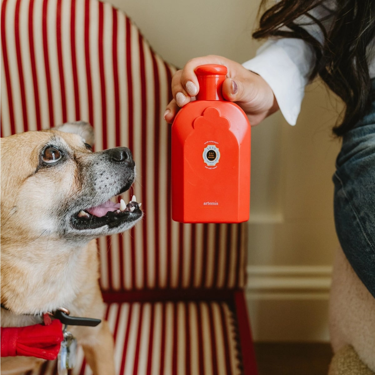Leto 3-In-1 Dog Wash